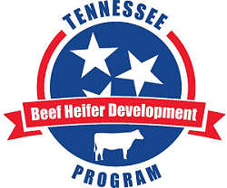 Tennessee Beef Heifer Development Program