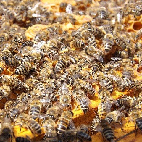 Honey Bees processing honey 