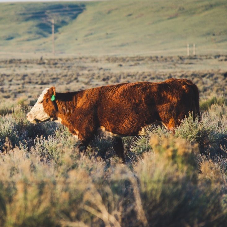 A beef cattle in an open grassland field 